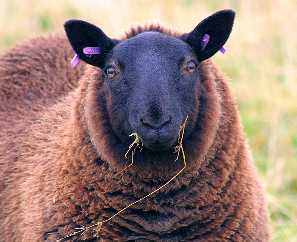 Download + Stream Beginner Scottish Gaelic Textbook Audio Lessons Online for Free Download + Stream Beginner Scottish Gaelic Textbook Audio Lessons Online for Free